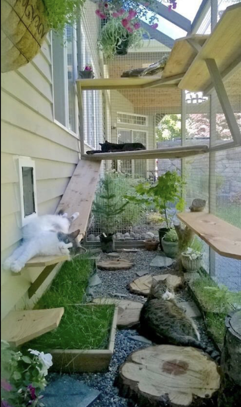 Comment sécuriser mon extérieur pour mon chat ? Mon Bibou